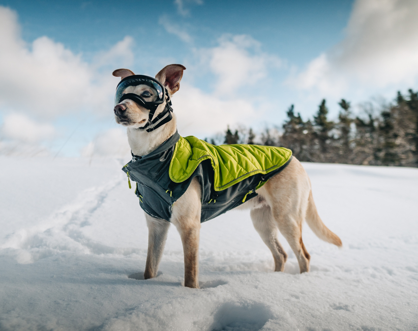 a dog stands confidently in a wintry landscape, wearing a dog coat and special dog goggles